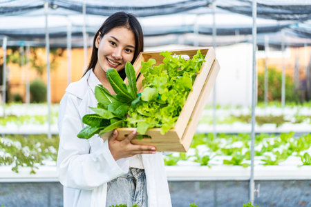 Asian scientist woman holding wooden box with vegetable organic salad from hydroponics while working inside large  farm, resulting in organic vegetables that the market needs.の写真素材