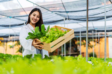 Asian scientist woman holding wooden box with vegetable organic salad from hydroponics while working inside large  farm, resulting in organic vegetables that the market needs.の写真素材