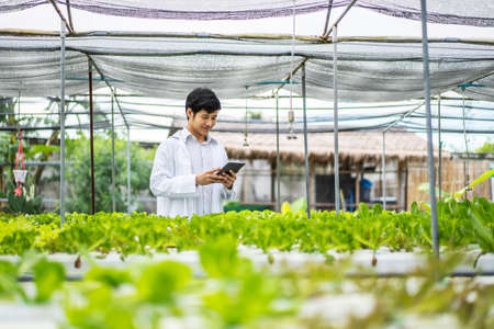 Asian scientist man examined the quality of vegetable organic salad and lettuce from the farmer's hydroponic farm, worker preparing to harvest organic plant, industry of agriculture.の写真素材