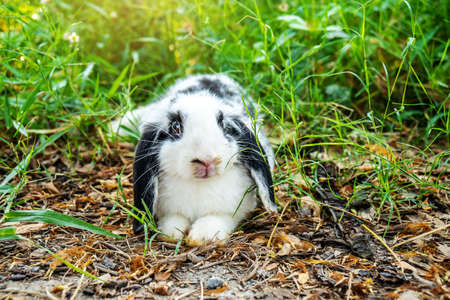 Lovely furry Cute bunny, Black and white rabbit in meadow beautiful spring scene, looking at something while sitting on green grass over nature background.の写真素材