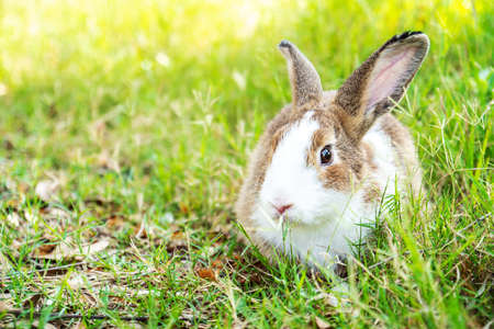 Lovely furry Cute bunny, rabbit in meadow beautiful spring scene, looking at something while sitting on green grass over nature background.の写真素材