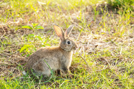 Portrait of a cute fluffy rabbit brown color with big ears, green flower meadow in a spring forest with a beautiful blurred background. Concept for spring holidaysの写真素材