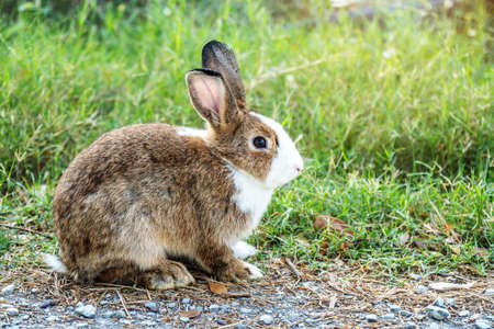 Lovely furry Cute bunny, rabbit in meadow beautiful spring scene, looking at something while sitting...