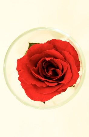 Red roseの写真素材
