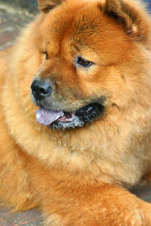 Portrait of Chow chow dog lying in the shade looking off to its rightの写真素材