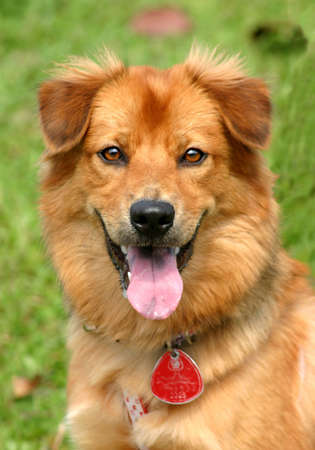 Portrait of a beaming happy golden furred dogの写真素材