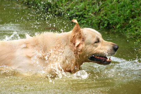 Light colored retriever splashing in shallow water in a lakeの写真素材