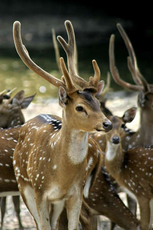A group of deer at the Taiping Zoo and Night Safariの写真素材