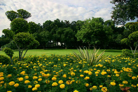 Park with field and trees on the horizon and a bed of flowers in the foregroundの写真素材