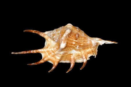 An unusual seashell with a black backgroundの写真素材