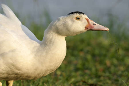 Black crowned white duck pecking at some grass in the evening sunの写真素材