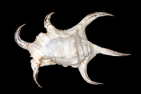 An unusual seashell with a black backgroundの写真素材