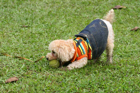 Small poodle in dirty, muddy colored suit playing with Tennis ballの写真素材