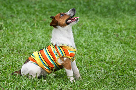Jack Russell terrier in striped suit sitting and looking upwards at somethingの写真素材