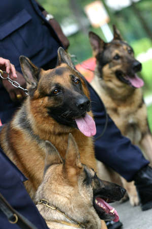 Alsatian police dogs lined up and waiing to performの写真素材