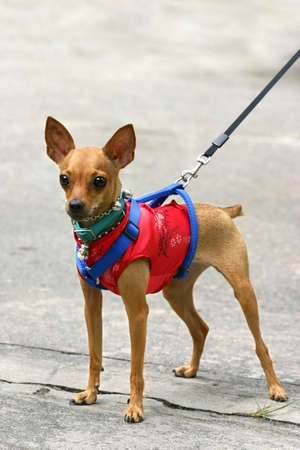 Miniature Pinscher in Chinese suitの写真素材
