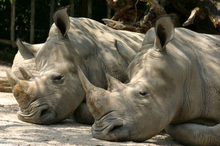 A pair of sleeping Rhinos in the Taiping Zooの写真素材