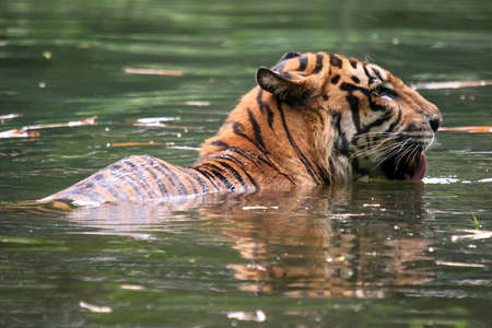 Tiger taking a swim in a river moat to cool offの写真素材