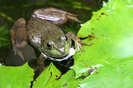 Frog staring up from beneath the water below lily leavesの写真素材