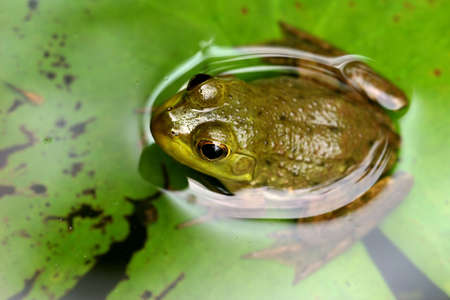 Frog semi submerged in pond water sitting on a lily leafの写真素材