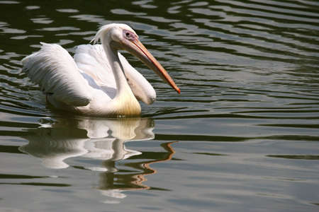 Great white pelican swimming along calm watersの写真素材