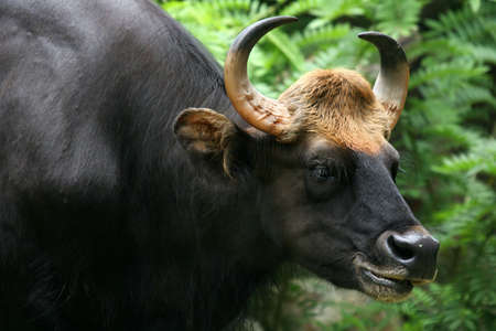 Head and shoulder portrait shot of a Malayan Gaur