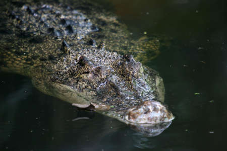 Floating crocodile