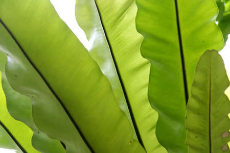 Fern leaves in the morning sun