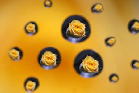 Water droplets on glass focusing on a yellow rose behind itの写真素材