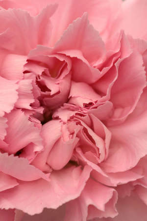 Close-up of pink carnation flower petalsの写真素材