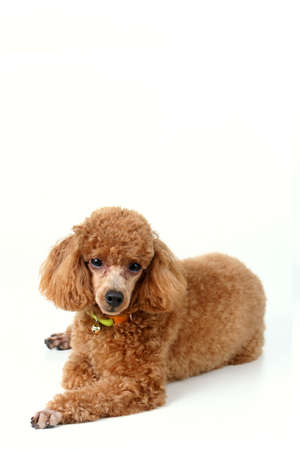 Brown toy poodle in classic poodle cut groomed professionally