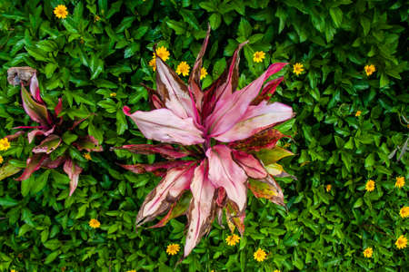 The big flower in flower gradenの写真素材