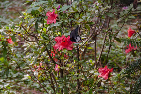 Red flower on a treeの写真素材