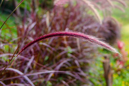 Grass flower in gradenの写真素材