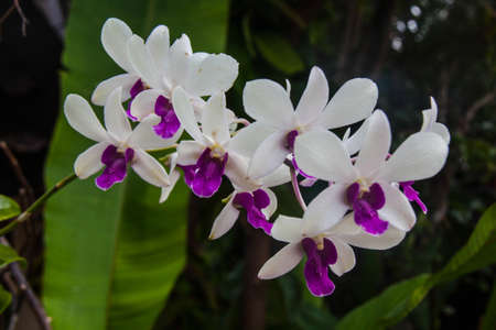 White orchid on a treeの写真素材