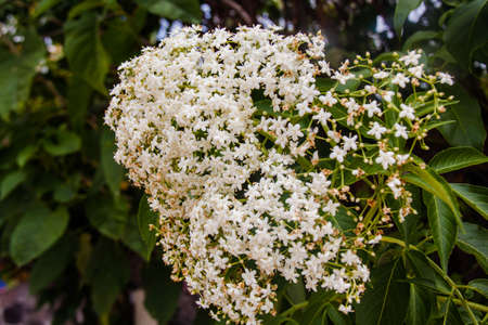 White flower group on a treeの写真素材
