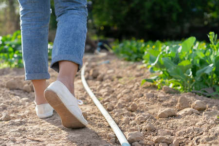 close up on farmer woman's sneaker walking on ground in the organic vegetable farm to check and...