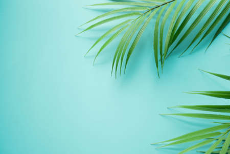 close up top view on coconut tropical leaves on teal and cyan ole background with copy space for ads...