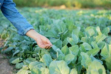 close up farmer man hand checking on vegetable leaves at agricultural farm before harvest to export...