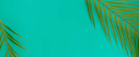 close up top view on coconut tropical leaves on teal and cyan ole background with copy space for ads...