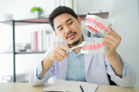 close up dentist man hand hold dental teeth model and use toothbrush to brushing during explain and...