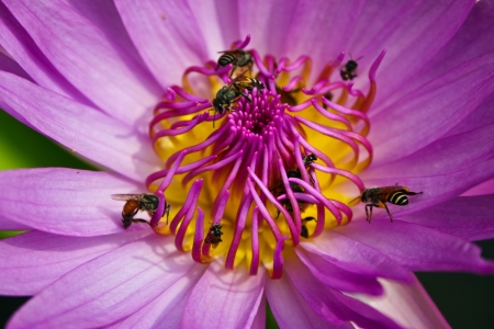 Lotus with Bees