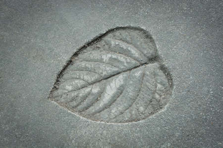leaf print on cement texture natural style.の写真素材