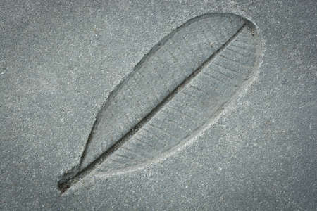 leaf print on cement texture natural style.の写真素材