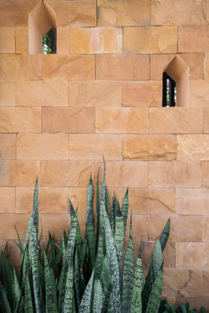 Devil tongue with brown stone wall background.の写真素材