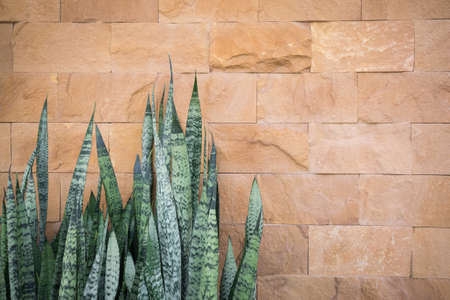 Devil tongue with brown stone wall background.の写真素材