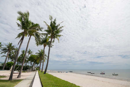 Coconut tree on tropical beach in daytime.の写真素材