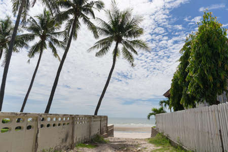 Coconut tree on tropical beach in daytime.の写真素材