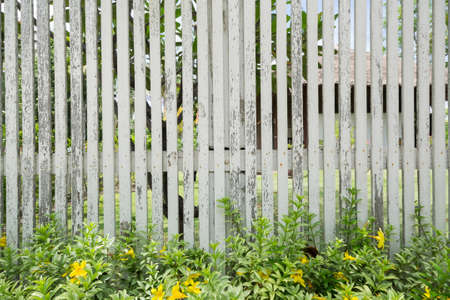 White wooden fence with plant in daytime.の写真素材