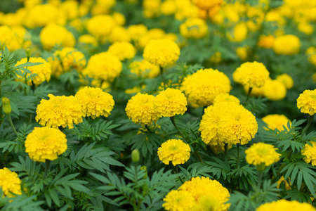 Marigolds in the park.の写真素材